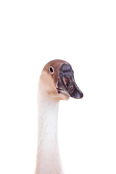 istock Brown domestic goose on white 501833289