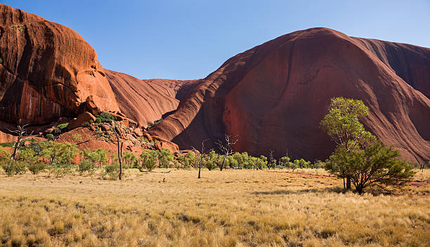 istock Eucalyptus Tree and Sedimentary Rock in Northern Territory, Australia 501833551