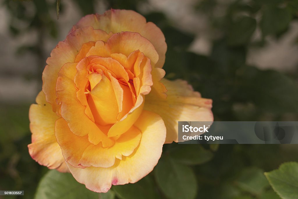 Rose Rose in the garden. Annual - Plant Attribute Stock Photo