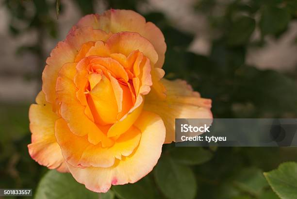 Rose Stock Photo - Download Image Now - Annual - Plant Attribute, Beauty In Nature, Carpel