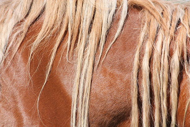 istock Palomino horse mane close up 501834393
