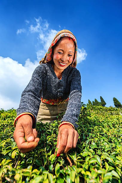 istock Indian pickers plucking tea leaves in Darjeeling, India 501834717