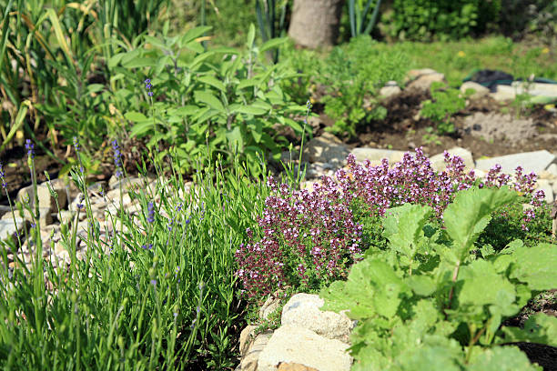istock Breckland thyme, wild thyme with lavender and sage 501834799