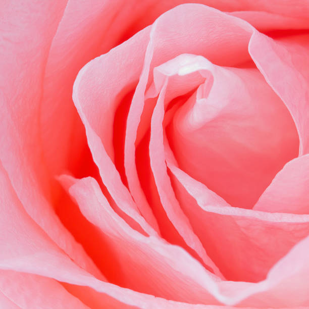 istock Pink rose flower close-up 501834843