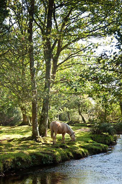 Wild horses in New Forest  Hampshire England United Kingdom Wild horses in New Forest  Hampshire England United Kingdom new forest stock pictures, royalty-free photos & images