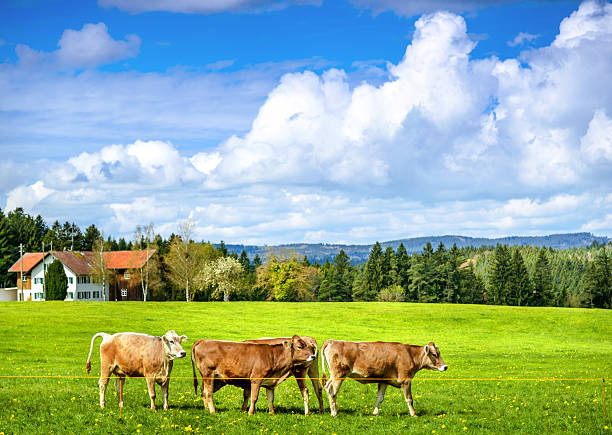istock herd of cows on a field 501836249