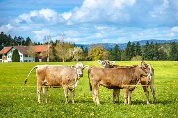 rebaño de vacas en un campo - non urban scene landscaped clear sky germany fotografías e imágenes de stock