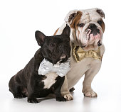 english and french bulldogs
