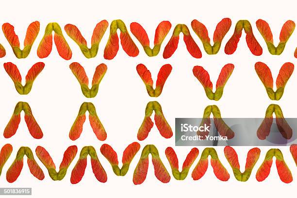 레드 메이플 씨앗류 흰색 바탕에 흰색 배경 기하 도형에 대한 스톡 사진 및 기타 이미지 - 기하 도형, 단풍 잎, 단풍나무 씨