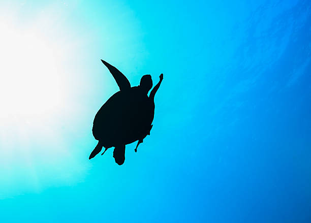 istock Silhouette of a Green Turtle with sunburst 501837439