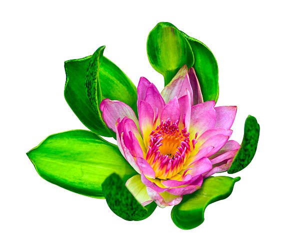 istock Beautiful pink lotus flower isolated 501837513