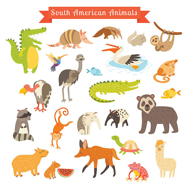 illustrations, cliparts, dessins animés et icônes de sourth america animaux vector illustration. grand ensemble de vecteurs - loup à crinière