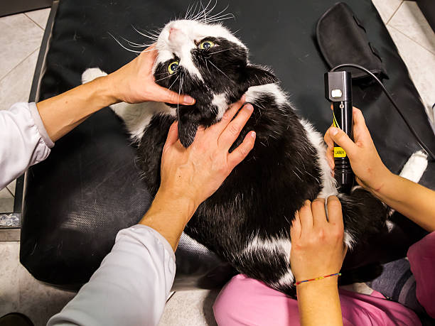 veterinario terapia con láser - antiinflamatorio fotografías e imágenes de stock