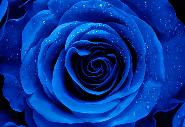 Primo Piano Di Un Blu Rosa - Fotografie stock e altre immagini di Rosa -  Fiore - Rosa - Fiore, Blu, Close-up - iStock