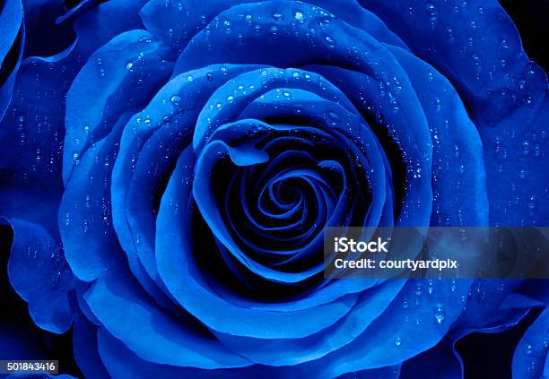 Foto de Detalhe De Rosas Azuis e mais fotos de stock de Azul - Azul, Rosa -  Flor, 2015 - iStock