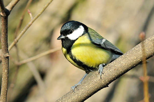 istock The great tit. Autumn scenery in the park. 501844038