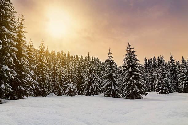 istock Cosy winter scene with snow covered trees in the mountains 501844744