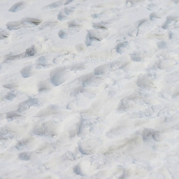 istock Group of footprints in the snow 501845710