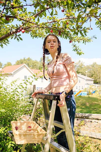 istock Teenager girl gathers plums from a tree 501846392