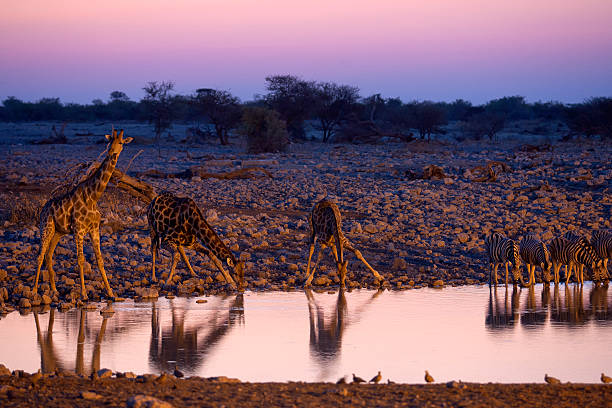 istock Okaukuejo waterhole, Etosha National Park, Namibia 501846546