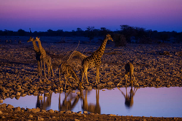 istock Okaukuejo waterhole, Etosha National Park, Namibia 501846648