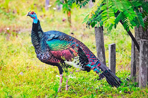 Photo of a colorful adult female ocellated turkey  (Meleagris ocellata) in Guatemala, Central America.