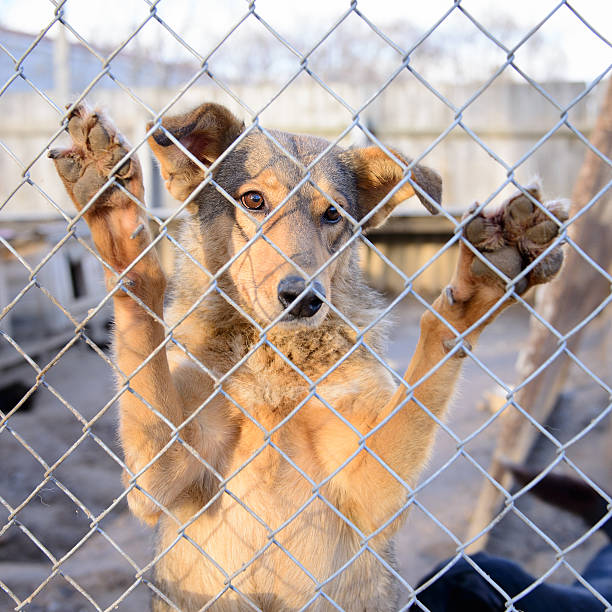 istock dog in shelter 501847240