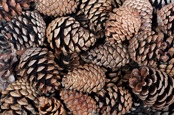 istock pile of pine cones 501848328