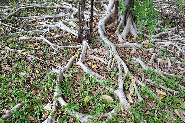 istock The roots of the bodhi tree 501848514