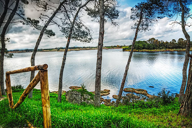 istock pine trees by the water in pond Calik 501848606