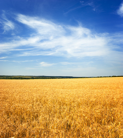 Wheat field and blue sky