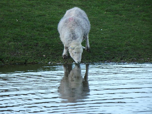 時間で、ドリンク herdwick 雌羊の反射 - herdwick sheep ストックフォトと画像