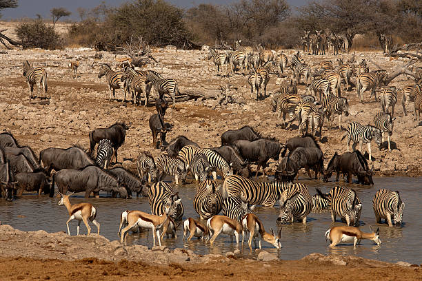 istock Okaukuejo waterhole, Etosha National Park, Namibia 501849556