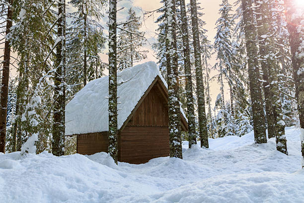istock Cosy winter scene with snow covered trees in the mountains 501850146