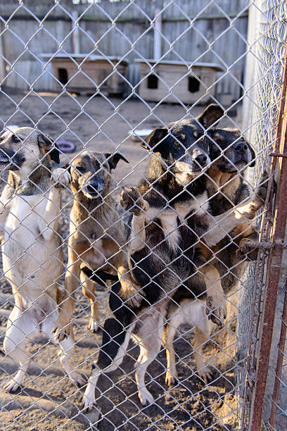 istock dogs in shelter 501850316