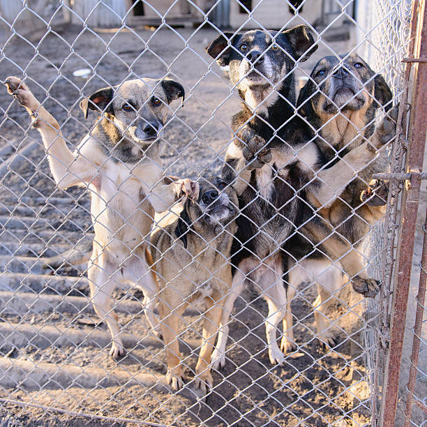 istock dogs in shelter 501850334