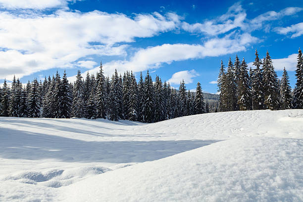 istock Cosy winter scene with snow covered trees in the mountains 501850420