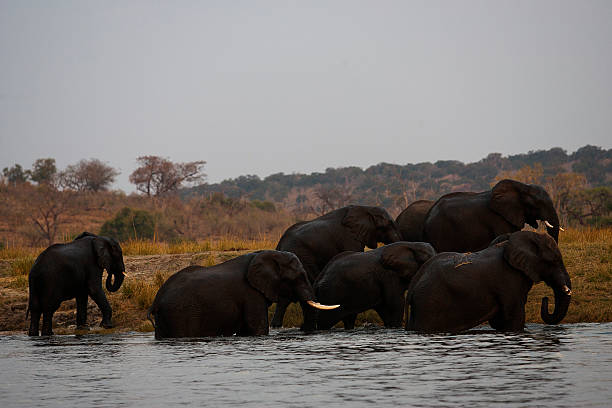 istock Elephants at Chobe river, Chobe National Park, Botswana 501850514