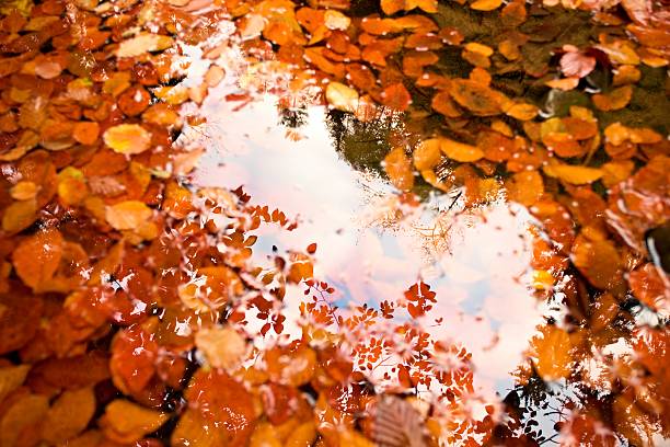 istock Fallen first colorful leaves bellow mirror water level 501851170
