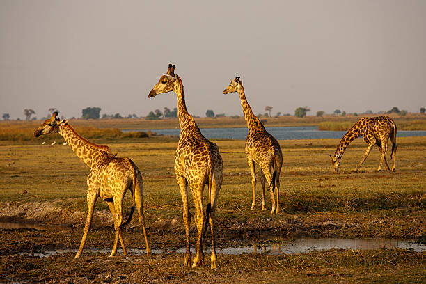 istock Giraffes near Chobe river at Chobe National Park, Botswana 501851620