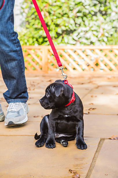 istock Staffordshire Bull Terrier Puppy sitting on a leash. 501851952