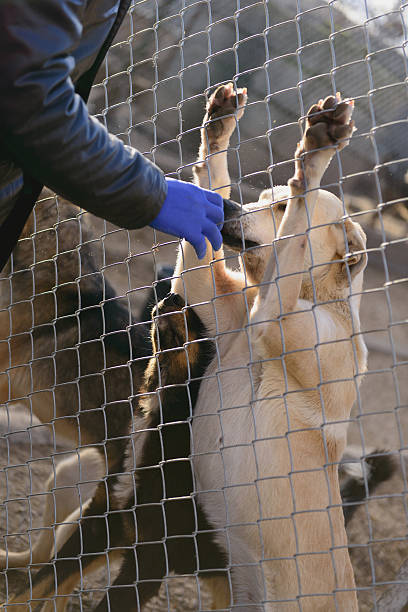 istock dogs in shelter 501852678