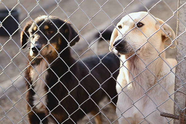 istock dogs in shelter 501852754