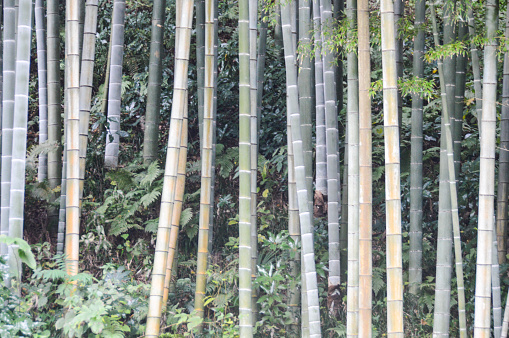 Bamboo forest in Kamakura, Japan