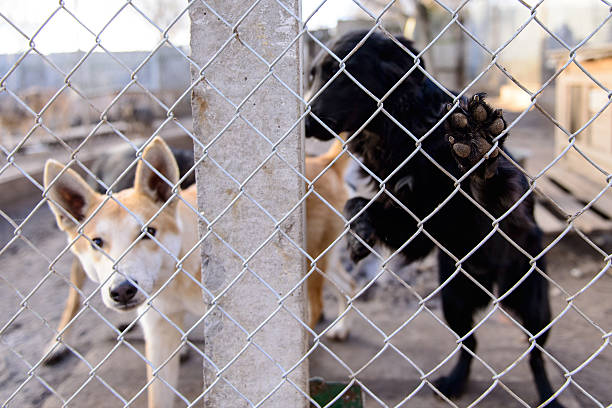 istock dogs in shelter 501852862