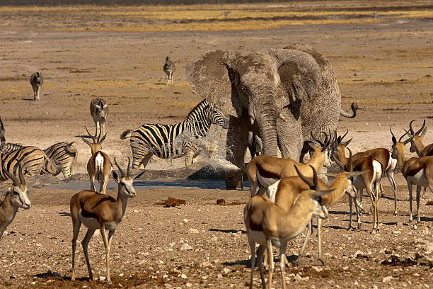istock Nebrowni waterhole, Etosha National Park, Namibia 501852868