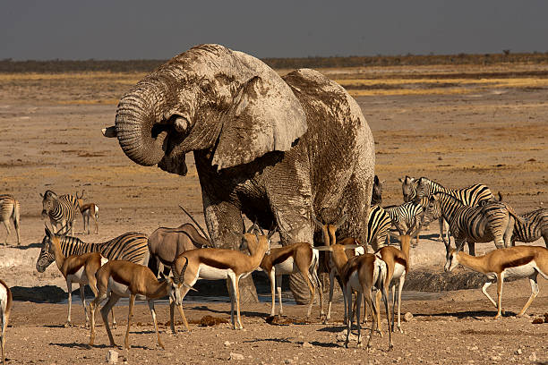 istock Elephant at Nebrowni waterhole, Etosha National Park, Namibia 501852986