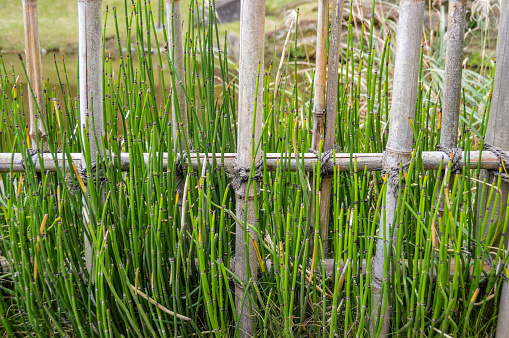 Small Bamboo Field - Japan
