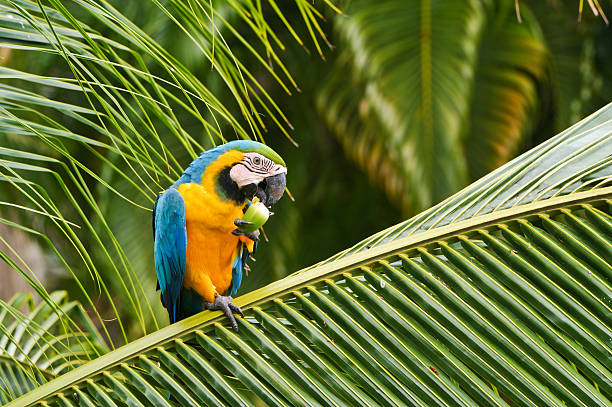 istock Wild Blue and Yellow Macaw in Panama, Central America 501854458