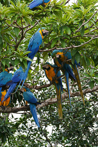 istock Wild Blue and Yellow Macaw in Panama, Central America 501854518